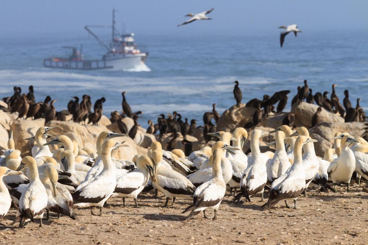 Bokkomblommetjie Lambertʼs Bay Zewnętrze zdjęcie